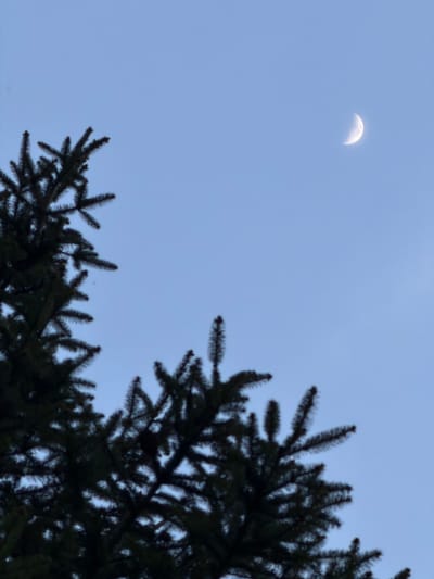 The image displays an outdoor scene, presumed to be in Schifflange, Luxembourg. The upper two-thirds of the frame are occupied by a clear, pale blue sky. In the upper right quadrant, a quarter moon is prominently featured, appearing as a brightly illuminated, semi-circular white celestial body. The lower-left and left edges of the frame are filled by the dark, silhouetted branches of an evergreen coniferous tree. These branches exhibit dense clusters of short, dark needles. A dark, ovoid object, consistent with a pine cone, is observed within the tree's branches in the upper-left section. No human subjects, animals, or artificial structures are present, and no dynamic actions or interactions are depicted.