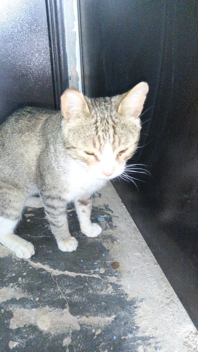 A domestic short-haired cat with tabby markings and a white chest is crouched on a concrete ledge. The cat is facing to the right, with its eyes partially closed and its head tilted down. The background consists of a dark, textured surface, possibly a door or wall, and a darker, smoother surface to the right. The concrete ledge appears worn and has some blue and brown stains on it. The scene is dimly lit, with the primary light source coming from the left. The overall impression is that of a stray cat resting in an urban environment. This image does not provide any information about the specific location in Maqat, Kazakhstan.