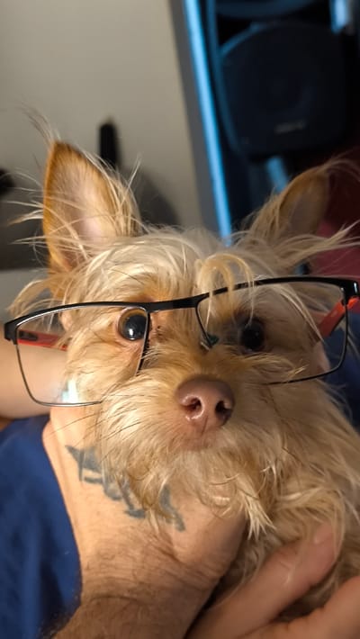 A small, light-furred canine, consistent with a Yorkshire Terrier or similar breed, is centrally positioned in the frame, held by an individual within an indoor setting in Ripollet, Spain. The dog features shaggy light brown and tan fur, erect ears, and dark eyes looking directly forward. A pair of black-framed eyeglasses with red accents on the temples are placed across the dog's snout, partially obscuring its eyes. The dog is supported by a light-skinned hand and forearm of an individual, visible in the lower portion of the image. This individual exhibits visible arm hair and a dark, stylized tattoo on the lower neck/collarbone area, and wears a dark blue garment. The background is blurred, revealing a light-colored wall surface to the left and a darker area to the right, which includes a dark, rounded object resembling an audio speaker and a vertical light-colored strip.