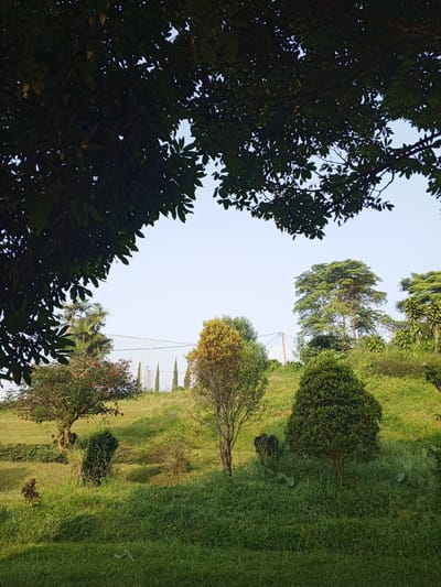 A serene, natural landscape is depicted, viewed from a low angle beneath the dense, dark foliage of an overhead tree that frames the top and left of the image. The scene features a gently rolling hill covered in abundant, bright green grass, suggesting either early morning or late afternoon lighting with soft sun on the slopes and shadows in the foreground.

Scattered across the grassy incline are numerous trees of diverse sizes and shapes. In the middle ground on the left, a tree with vibrant red flowers stands out, alongside several smaller, bushy trees. Further up the hill, a line of slender, conical trees is visible. On the right side of the image, larger trees with full, green canopies rise against the clear sky.

The sky above is a uniform, pale blue, indicating fair weather. Faintly discernible in the distance, behind the trees and against the sky, are white structures resembling a large net or fence, possibly for a sports field, and a utility pole. The overall impression is one of lush, tranquil greenery, characteristic of a tropical or subtropical environment like Kudawa, Sri Lanka. No people are present, and no specific activities are taking place. There is no visible text.