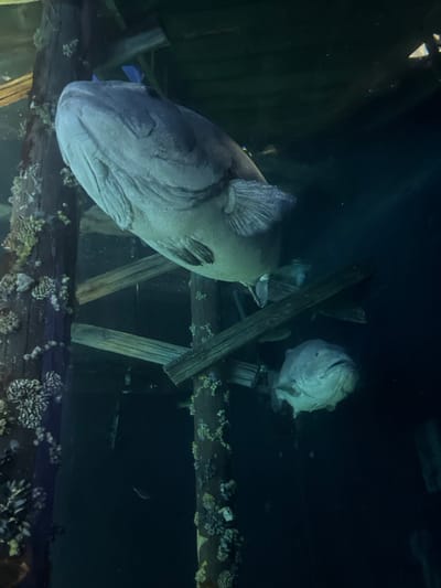 Two large goliath grouper fish inhabit a dimly lit underwater environment with remnants of a shipwreck. A larger grouper dominates the foreground, its head turned toward the viewer. Behind it and to the right, a second grouper is visible. The scene includes weathered wooden beams covered in marine growth, suggestive of a sunken structure. The overall tone is dark and mysterious, highlighting the scale and unusual features of these fish.