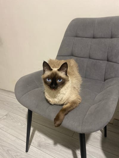 A Siamese cat with bright blue eyes and a fluffy tail is sitting on a gray upholstered chair. The cat's fur is light brown with darker points on its ears, face, and tail. The cat is looking directly at the camera with its tongue slightly sticking out. The chair has a tufted back and seat, and it is supported by black metal legs. The floor beneath the chair is made of light-colored wood. The background is a plain, light-colored wall. The scene appears to be indoors. The location in Buzuluk, Russia, is not discernible from the image.