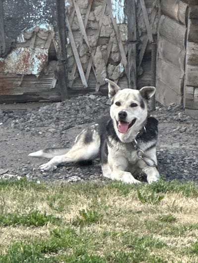 A medium-sized dog with light-colored fur and black markings on its back and ears lies on a gravel surface in front of a dilapidated wooden structure. The dog is wearing a dark collar with a metal chain attached. The background consists of rough wooden planks and what appears to be a patched-up wall made of stone and wood. The foreground shows a patch of dry grass. The scene is set in the city of Novoyeniseyka, Russia.