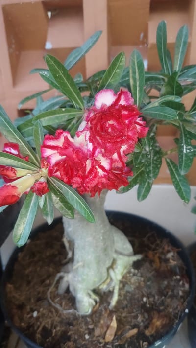 A close-up shot captures a vibrant Adenium plant with its characteristic swollen trunk and lush green leaves. The plant is potted in dark soil within a black plastic container. The main focus is on the cluster of double-petaled flowers, a striking blend of deep red and white. The red petals are ruffled and fringed, with white streaks radiating from the center. Some of the flowers are fully open, revealing their intricate layers, while a few buds on the left are still closed, hinting at future blooms. Water droplets are visible on the petals, suggesting recent watering or dew. The background features a textured, light brown wall with rectangular openings, possibly a decorative screen or part of a building's facade. The lighting suggests it might be daytime, with natural light illuminating the scene. The overall impression is one of natural beauty and careful cultivation, with the plant appearing healthy and well-maintained. No visible text is present in the image. The location context is Setiamulya, Indonesia.