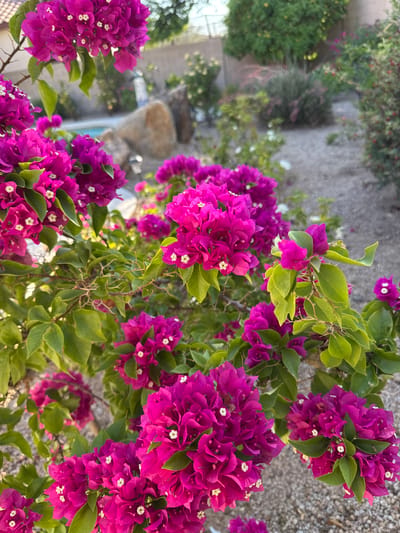 A close-up shot showcases a vibrant cluster of magenta bougainvillea flowers and lush green leaves. The flowers are in full bloom, with delicate white centers. The background is softly blurred, revealing a swimming pool, a large rock, and various plants, suggesting a backyard garden setting. The lighting indicates it is daytime. The scene is located in Phoenix, Arizona, United States of America.