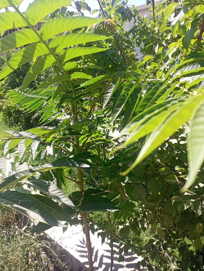 This is a close-up, eye-level, outdoor photograph of a tree with large, vibrant green leaves, set against a backdrop of other foliage and a light-colored building. The lighting suggests it is daytime, with sunlight filtering through the leaves, casting shadows. The foreground is dominated by the detailed texture and veining of the leaves, with a brown trunk visible on the right side. The environment appears to be a garden or yard, with smaller plants and vegetation in the background. The overall impression is one of lush, natural growth in a residential or semi-urban setting. The location is specified as Tahmach, Uzbekistan.