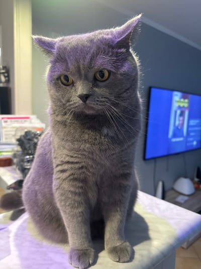 An adult domestic cat, identified by its short, dense grey fur, amber eyes, and prominent whiskers, sits upright on a white, marble-patterned countertop in a residential interior located in Lingolsheim, France. The cat is positioned centrally, facing directly towards the viewer with its front paws together and its tail partially visible to the lower left. Illumination from an overhead source casts a purplish hue on the cat's head and back, creating distinct shadows beneath its body on the countertop. In the background to the right, a wall-mounted flat-screen television with a blue-toned display showing a user interface and an individual's image is visible against a muted blue-grey wall. Below the television, a white domed lamp and other indistinct objects rest on a lower surface. The background to the left is out of focus, suggesting a cluttered area with various household items or appliances. No human individuals are visible.