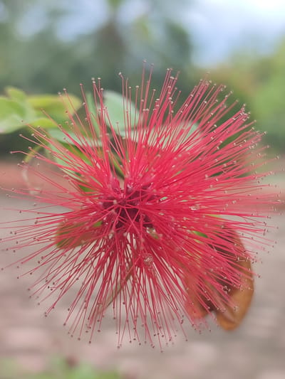 A close-up, low-angle shot features a vibrant pink, spherical flower with numerous long, thin stamens extending outwards. The flower's center is a deep red, and small water droplets are visible on some of the stamens. The background is blurred, showing green foliage and a hint of a pale sky. The ground beneath is a neutral, earthy tone. The image appears to be an outdoor natural setting, possibly a garden or park. No people or specific urban features are discernible in the image, making it impossible to determine if it is located in Blangriek, Indonesia.