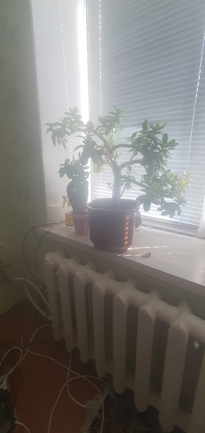 The image shows two potted plants on a windowsill, bathed in soft light filtering through blinds. The primary plant is a jade plant with thick, succulent leaves and gnarled branches, housed in a reddish-brown pot. To its right, a cactus peeks out from a smaller pink pot. Behind the plants, a white radiator with a segmented design is visible, suggesting an indoor setting, likely a home. The blinds are positioned to allow diffused sunlight, creating a gentle ambiance. The orientation of the image is portrait with the top to the left. There is no visible text in the image. The scene suggests a quiet, domestic moment, with the plants likely receiving warmth from the radiator and light from the window, which is common in homes in Mohyliv-Podilskyi, Ukraine, particularly during cooler months when heating is in use. The overall impression is one of calm and understated natural beauty within a lived-in space.