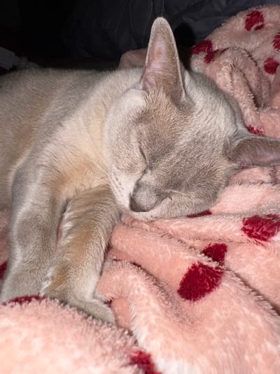 A light brown domestic cat is sleeping on a soft pink blanket with red hearts. The cat is curled up, with its head resting on its paws. Its eyes are closed, and its breathing is shallow. The blanket is draped over what appears to be a dark surface, possibly a piece of furniture. The lighting is dim, suggesting the photo was taken indoors at night. There is no indication of the location being within the city of Gvardeysk, Russia, or any other specific geographic location.