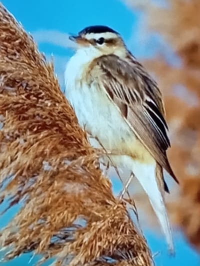A bird with brown and white plumage is perched on a dry, brown reed. The bird is facing left and looking down, with its beak slightly open. It has dark markings around its eyes and on its head. Its back is striped with dark brown and lighter brown feathers, and its belly is white with some yellowish tinges. The background is a soft blue, suggesting an outdoor setting. The reed it is perched on is dry and fluffy, with many individual strands visible. The lighting appears to be natural, possibly daylight, and the overall scene is calm and serene. There are no people or visible text in the image. The setting appears to be a natural environment, likely a wetland or grassy area where reeds grow.