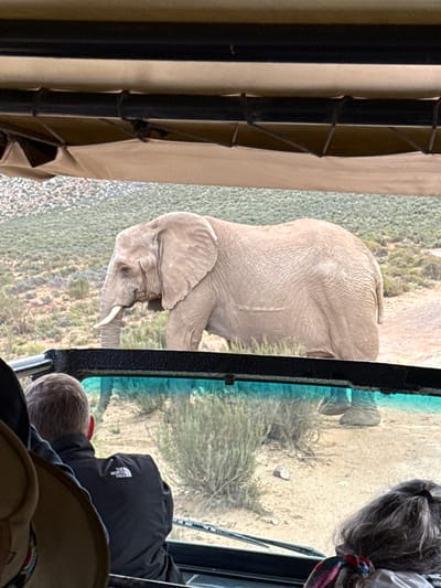 An African elephant stands very close to a safari vehicle, observed by several people. The scene unfolds in a natural, dry environment with sparse vegetation, indicative of a wildlife reserve or open grassland, specified as Witzenberg Local Municipality, South Africa.
The large elephant, with its characteristic wrinkled, grey skin, is positioned beside the vehicle, with its head and one tusk clearly visible. It appears to be standing or subtly moving, possibly foraging. The perspective is from inside the safari vehicle, looking out through a large window or viewing panel.
Multiple human observers are seen from behind, looking towards the elephant. One person in the foreground is leaning forward, engrossed in the sighting. The interior of the vehicle shows structural elements like dark vertical bars and a beige canvas or fabric roof/covering. The lighting suggests it is daytime with clear weather.
A notable detail is the white "THE NORTH FACE" logo visible on the back of a black jacket worn by one of the people in the vehicle.