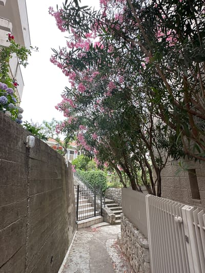 The image captures an outdoor scene in what appears to be a residential or village area in Pržno, Montenegro, featuring a narrow path or ramp leading downwards. The perspective looks down this path, with a dense, large flowering tree dominating the upper portion of the frame. This tree, likely an Oleander, is abundant with clusters of bright pink blossoms and deep green, elongated leaves, creating a vibrant canopy overhead.
To the right, a textured concrete ramp or wall forms the foreground, featuring a small, clear outdoor light fixture mounted on its surface. Further into the scene, a series of stone steps descends, bordered by stone walls and leading to a black metal gate. Beyond the gate, more greenery and what seems to be another building or structure are visible.
Above the stone steps and to the right, a white slatted structure, possibly a pergola or a sunshade, extends horizontally, with another outdoor light fixture visible underneath. The surrounding architecture includes rough stone walls and paved surfaces. In the lower left corner, another patch of colorful flowers, resembling purple and blue hydrangeas, adds to the natural beauty.
The scene appears to be set during daytime on an overcast day, indicated by the bright, diffused light and the lack of strong shadows. No specific activity or individuals are present in the static image, and no visible text can be identified. The overall impression is one of a quiet, picturesque Mediterranean pathway.