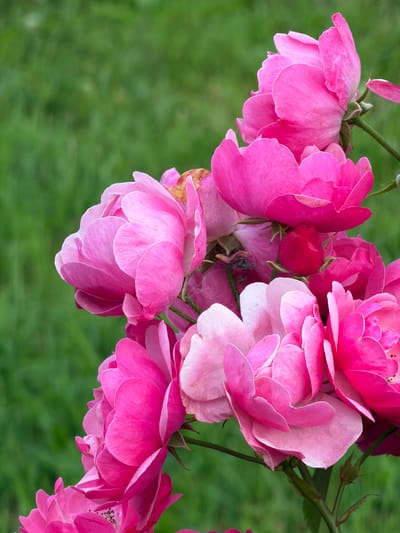 A cluster of pink roses is in full bloom against a blurred green background. The roses exhibit varying shades of pink, from a light pastel to a vibrant magenta, with some petals showing signs of browning at the edges. Several buds are also visible, including one small, tightly closed red bud. The stems are green and have a few small thorns. The overall impression is of a lush, natural setting, potentially a garden or park. There are no people or any man-made structures visible in the image.