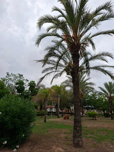 This is a vertical, low-angle shot of a park scene in Torrevieja, Spain, on an overcast day. The primary subjects are several palm trees, the most prominent of which is a large, mature palm dominating the foreground with its thick, textured trunk and feathery fronds reaching towards the sky. The fronds of other palm trees are visible in the background, some closer and some further away, creating a lush, tropical atmosphere.
The scene appears to be a park or garden area. The ground is a mix of dirt paths and patchy green grass, with areas of brown, dry earth. In the mid-ground, there are other trees and dense green bushes, including a large, leafy bush in the lower right corner with small white flowers. A wooden bench is visible further back in the park, and hints of other park features, like a low wall and perhaps a fountain or decorative structure, can be seen beyond the trees. The sky is a uniform, soft grey, indicating cloudy or overcast weather. There are no visible people or active events taking place; the scene is static and serene, suggesting a peaceful, everyday moment in the park. The overall mood is calm and natural, with a slight sense of dampness from the overcast conditions. No text is visible in the image.