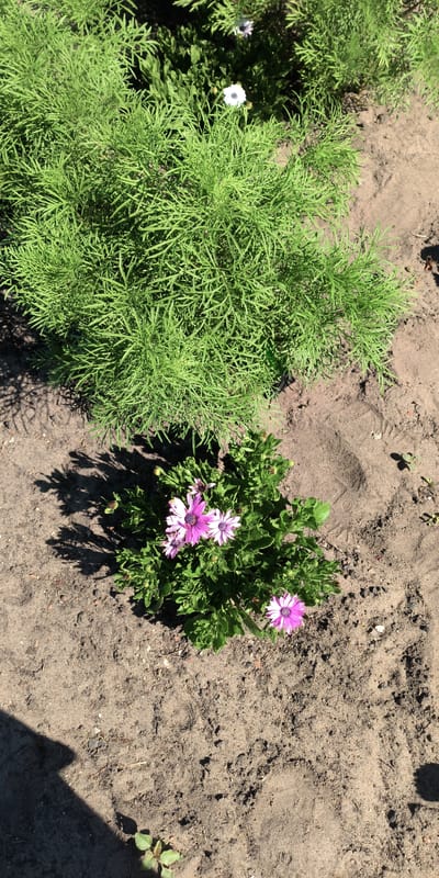 The image shows a garden scene with two main plants in the foreground and midground, set against a backdrop of dry soil. In the midground, there is a dense, bushy green plant with feathery leaves. To the lower right of this plant, and slightly closer to the viewer, is a smaller plant with vibrant pink and white daisy-like flowers. The soil is a light brown, dry, and appears somewhat compacted, with small pebbles and debris visible. There are shadows cast by the plants, indicating a bright light source, likely the sun. One prominent shadow is cast from the feathery plant on the left, extending diagonally across the soil. The overall scene suggests an outdoor environment, possibly a park or a garden in a suburban or rural setting. No people are visible in the image.
