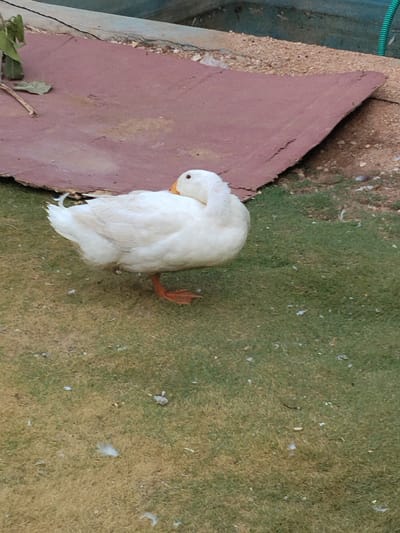 An eye-level shot captures a white duck standing on a patch of grassy ground. The duck, with its pristine white plumage, has its head turned back, seemingly tucked into its body, and displays an orange beak. One of its orange webbed feet is clearly visible, lifting slightly from the ground, suggesting it might be resting on one leg or in the process of adjusting its stance.

The ground beneath the duck is a mix of green grass and drier, yellowish-brown patches, with several small white feathers and specks of dirt scattered across it. In the mid-ground, behind the duck, lies a large, flat, irregularly shaped piece of reddish-brown material, possibly cardboard or a weathered wooden board, resting on the ground.

Further into the background, sections of light brown gravel or small stones are visible. To the upper right, a bright green hose curves into the frame, and a grey or light blue concrete or stone structure borders the scene. The image depicts an outdoor setting under natural daylight, with no harsh shadows, indicating perhaps a mid-morning or afternoon time. The overall atmosphere is tranquil and natural. No visible text is present in the image.