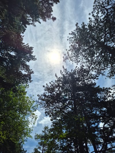 The image captures a low-angle perspective looking up through the canopy of a forest. Several conifer trees, with their dark, needle-like foliage, dominate the frame, forming a natural enclosure around the sky. The sun is visible through a break in the clouds, creating a bright, almost blown-out area in the center of the image. Wispy white clouds are scattered across a bright blue sky, suggesting a partly cloudy day. The foliage of the trees is dense in some areas, creating deep shadows, while other parts are backlit by the sun, revealing the texture of the needles and branches. The overall impression is one of being immersed in nature, looking up at the sky from the forest floor. The location is identified as German, Bulgaria.