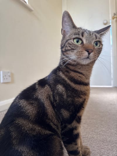 The image presents a close-up, rotated portrait of a domestic cat, likely a tabby, captured indoors in Desborough, United Kingdom. The cat, distinguished by its vibrant green eyes and striped brown and black fur, is positioned on a light-colored carpeted floor, looking directly upwards and slightly to the left at the camera. Its head is tilted, and its ears are perked, conveying an expression of curiosity and attentiveness.
The background shows a plain, light cream-colored wall and what appears to be a doorway or hallway further in the distance. The overall lighting suggests it is daytime, with soft ambient light illuminating the scene. A white electrical outlet, consistent with UK standard three-pin sockets, is visible on the wall in the lower left portion of the image, providing a specific location cue. The focus is sharp on the cat's face and upper body, with the background softly blurred to emphasize the animal. No visible text is present in the image, and no other individuals or prominent objects are discernible. The cat's posture and direct gaze indicate it is observing or interacting with the photographer.