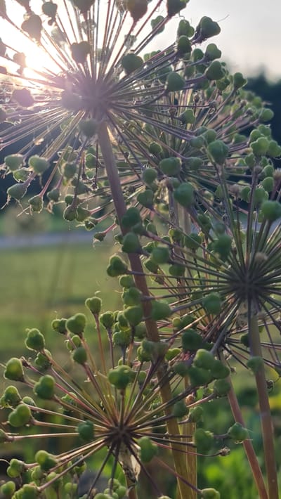 The image shows a close-up of developing Allium seed heads, with the sun shining through them, creating a halo effect. The seed heads are spherical in shape, with numerous thin stalks radiating from the center, each topped with a small green bulbous seed pod. The stalks are purplish-pink in color. In the background, a blurred green lawn and trees suggest an outdoor environment, possibly a garden or park. The lighting indicates it is late afternoon or early morning. No people are visible in the image.