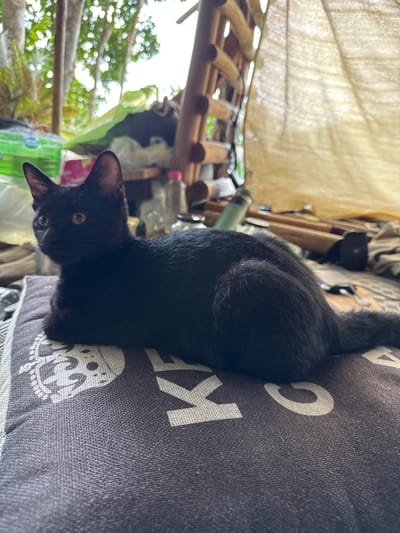 A black cat lies on a gray pillow with white lettering, possibly in a semi-outdoor space. The cat is positioned near the edge of the pillow, with its head facing toward the lower left corner of the frame. The pillow is resting on a surface under a shelter structure made of bamboo and a cloth covering. Outside the shelter, green foliage is visible. The location is Moo 7, Thailand. The cat is the main subject of the image.