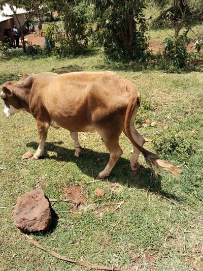 The image displays a lean, light brown cow with white markings on its head and lower legs, standing on a patch of short green grass mixed with exposed reddish-brown soil. The cow is positioned sideways, facing left, with its tail partially visible, featuring a dark tuft. In the immediate foreground, to the bottom left, a dark brown rock rests on the grass, and a thin rope or tether lies partially on the ground, extending towards the cow's foreleg area.
In the mid-ground, the terrain continues with grass and dirt, leading to a denser area of green shrubs and trees under natural daylight, casting shadows. In the distant background, several individuals, approximately three to five, are gathered near a small, single-story building with a light-colored, possibly corrugated metal, roof and darker walls, suggesting a basic structure. A light-colored dog is visible near the assembled people and the building. This scene is located in Waseges ward, Kenya.