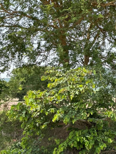 A medium shot captures a dense, leafy tree with a light brown trunk and branches. The tree is filled with vibrant green foliage, some of which appears slightly wilted or yellowing. The background reveals more greenery, including a distant hillside under a bright, hazy sky. This image was taken in Atawa, Nigeria.
