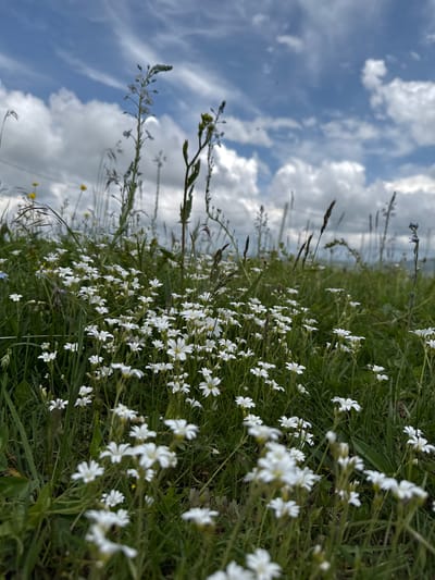 A low-angle, full shot captures a dense field of small white wildflowers in bloom, with vibrant green grasses and stems creating a textured foreground. The flowers are clustered together, some in sharp focus and others softly blurred, suggesting depth. In the background, the sky is a dynamic mix of blue and white, with fluffy, dramatic clouds stretching across the frame. Hints of taller, dry grasses and thin, thin stalks of wildflowers reach towards the sky, adding vertical elements to the scene. The scene is tranquil and naturalistic. This appears to be a scene from the natural landscape surrounding the city of Nizhnyaya Teberda, Russia, likely in a meadow or on a hillside, bathed in natural daylight under a partly cloudy sky. There are no people or animals visible.