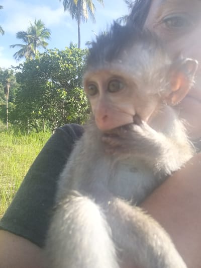A medium shot depicts a person holding a young monkey. The monkey is fair-furred and its paws are near its mouth. The person’s shoulder is visible, clad in a gray top. The background shows a grassy area, trees, and palm trees, indicating a tropical environment. The image was taken in Baan Thong Nang, Thailand.