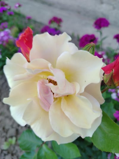 A close-up, vertical, outdoor shot focuses on a creamy yellow rose. The rose is in the foreground, with its petals unfurling, revealing a hint of pink and the darker center. To the left of the rose, a bright red petal is visible, suggesting another flower or part of the same bloom. Behind the rose, out of focus, is a bed of purple flowers and green foliage. The ground appears to be soil. The scene is likely a garden. The location is identified as the village of Znamenski, Belarus. There are no people or animals in the image, and no discernible actions or interactions are taking place. The lighting is natural, suggesting daylight.