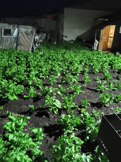 In Il'mino, Russia, a dimly lit outdoor scene showcases a patch of young, green potato plants growing in dark soil. Rows of these plants extend across the frame, some reaching a height of approximately 10-15 cm. In the background, to the left, is a dilapidated wooden structure with a visible window and a door. To the right, a brick building with an open doorway is visible, with a light emanating from within. The scene is lit by an artificial light source, possibly from the open doorway or an external light, casting shadows across the potato patch. A dark metal grate object is partially visible in the lower right corner of the image. The overall atmosphere is one of a rural setting at night.