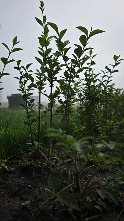 The image depicts a low-angle view of several young plants with green leaves and thin, dark stems. The plants are growing in dark soil, with blades of grass and some small weeds interspersed. In the background, a blurry, dark green structure, possibly a building or industrial equipment, is visible behind a field of grass. The sky is overcast and appears a uniform light gray, suggesting a cloudy or foggy day. The scene appears to be outdoors, in a natural or semi-natural environment, with no people or animals present. The overall impression is one of a quiet, potentially damp, outdoor setting.