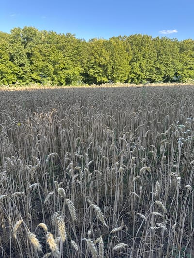 This is a vertical, full shot of a wheat field with a line of trees on the left side, under a clear blue sky. The wheat stalks are dry and golden, leaning in various directions, creating a textured pattern that fills most of the frame. Some small white flowers are interspersed within the wheat. The trees are lush and green, forming a dense wall of foliage that contrasts with the dry wheat. The sky is a vibrant blue with a single, wispy white cloud visible in the upper left corner. The sun appears to be shining brightly, casting a warm light on the scene. The image suggests a rural setting in Ukraine, likely during the late summer or early autumn harvest season. No people or text are visible.