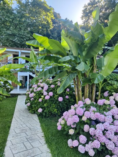 A pathway made of light grey rectangular stones arranged in a basketweave pattern leads through a garden. On the right side of the pathway, large bushes covered in clusters of pink and light purple hydrangeas are in full bloom. Behind the hydrangeas, several large banana plants with broad, green leaves are prominently featured. In the background, a two-story white building with a terracotta tile roof and wooden balconies is visible. The building appears to be an inn or guesthouse. Tall, mature trees with lush green foliage surround the building and the garden. Sunlight filters through the leaves of the trees and banana plants, casting dappled light on the scene. The setting appears to be a tranquil garden in a rural or suburban area of Δημοτική Ενότητα Ευρυμενών, Greece, possibly a residential property or tourist accommodation. No people are clearly visible in the image.