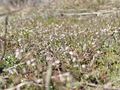 The image displays a ground-level, close-up perspective of a natural environment in Klenovik, Bulgaria. The scene is dominated by a dense field of small, white-flowered plants, likely weeds or ground cover. The immediate foreground is out of focus, showing blurred elements of brown and green foliage. The mid-ground is sharply focused, revealing numerous small white flowers, each with approximately four petals, growing amidst light green stems, small leaves, and patches of darker green moss-like vegetation and brown organic material. The background is significantly blurred, indicating a continuation of similar, indistinct green and brown ground cover stretching into the distance. No individuals, animals, or man-made objects are visible. The lighting suggests natural daylight conditions.