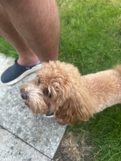 A high-angle, medium shot shows a small, light brown, curly-haired dog looking upwards. The dog's head and upper body are in focus, with its nose and eyes clearly visible. It appears to be standing on a light gray, paved surface next to a patch of green grass. To the left of the dog, a person's bare leg and a blue and white shoe are visible. The person's leg is light-skinned and appears to have some hair. The background consists of the green grass and the paved surface, with some dry leaves or dirt scattered on the pavement. The lighting suggests it might be daytime, possibly with overcast skies or shade, as there are no harsh shadows. The overall scene is casual and appears to be outdoors, likely in a yard or park given the grass and paved area. There is no visible text in the image.