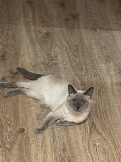 A Siamese cat with light cream-colored fur and darker gray points on its ears, face, paws, and tail lies on a wooden floor. The cat is positioned diagonally in the frame, with its head facing the viewer and its body stretched out to the left. The floor has a light brown, wood-grain pattern. The scene appears to be indoors. There is no information in the image to determine its location in the city of Slonim, Belarus.