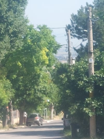 A paved road lined with mature trees runs through a semi-urban environment, likely the city of Markovo, Bulgaria. The sun is shining, casting shadows. On the left side of the road, a light-colored building with a window is visible, partially obscured by trees. A dark-colored car is parked on the right side of the road, facing away from the camera. In the background, there are power lines supported by wooden poles. The sky is clear and light blue.