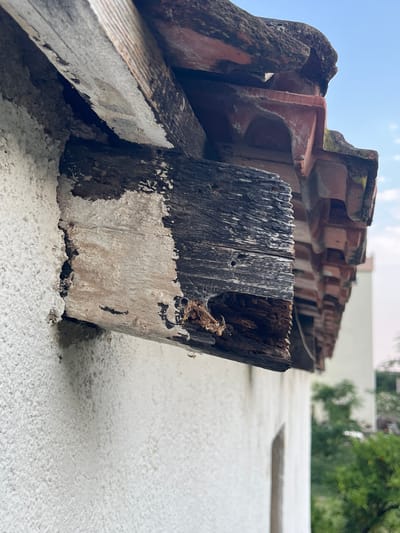 The image shows a close-up view of a damaged wooden beam extending from a white stucco wall, beneath a tiled roof. The beam is weathered and shows signs of decay, with dark, brittle wood at its end. Some white material, possibly fungus or mold, adheres to the beam and the wall. The roof tiles are red and appear old and moss-covered. In the background, a blurred building and green foliage are visible under a clear sky. The scene is outdoors, likely on the exterior of a building in Podostrog, Montenegro. There are no people or animals present. The focus is on the structural deterioration of the beam.