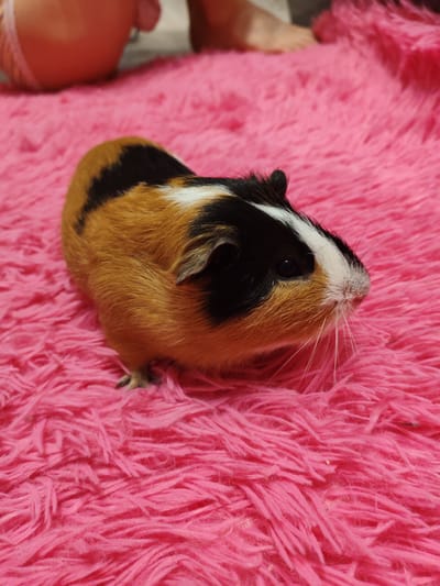 A guinea pig with brown, black, and white fur is resting on a bright pink, fluffy rug. The guinea pig is positioned in the center of the frame, facing right, with its whiskers visible. In the background, out of focus, there are hints of human legs and a lighter-colored floor. The environment appears to be indoors, possibly a domestic setting.