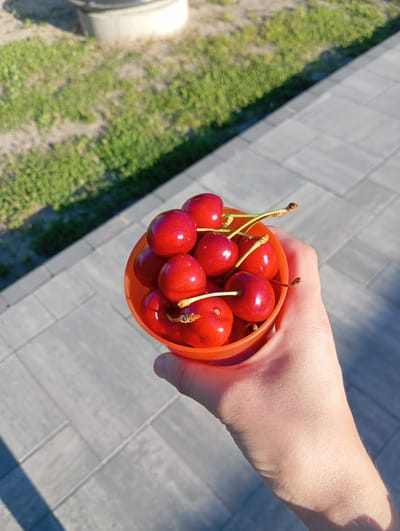 A hand holds an orange bowl filled with ripe cherries. The cherries are a deep red color with visible stems. The bowl is positioned at a slight angle, with the cherries filling most of its volume. In the background, a paved area with gray rectangular tiles is visible, along with a strip of green grass and a white cylindrical object. The scene appears to be outdoors, with natural lighting creating shadows. The location is specified as Dybów Kolonia, Poland.
