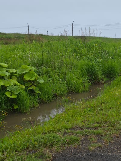 The image depicts a rural scene with a narrow, muddy ditch running alongside a grassy embankment and a dark, gravelly path. The ditch is filled with murky water and is bordered by lush green grass and some reeds. Small yellow flowers are scattered amongst the greenery, and a few larger, broad-leafed plants are visible in the foreground.
In the background, several power lines are strung between poles, suggesting the presence of infrastructure in the area. The sky is overcast, indicating a cloudy or possibly rainy day. The overall impression is one of a natural, somewhat untamed landscape. There are no people visible in the image. The scene appears to be in a rural or semi-rural area, possibly a field or meadow, given the abundance of grass and the presence of a ditch. The lighting suggests it could be daytime, but the overcast conditions prevent any strong shadows or direct sunlight. The location context of Uglegorsk, Russia, places this scene in a specific geographical region, but the visual cues themselves do not provide further specific location details beyond a general impression of a temperate climate.