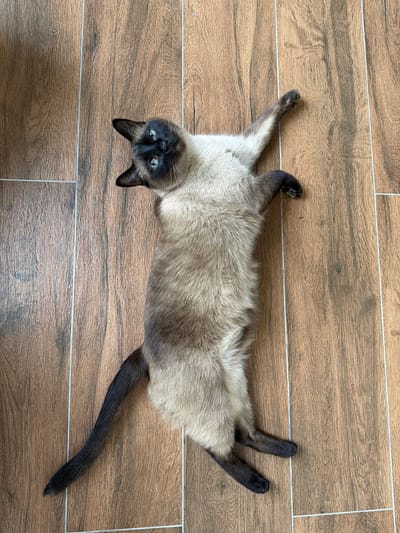 A Siamese cat with blue eyes is lying on its back on a wooden floor. The cat is predominantly cream-colored with darker brown points on its ears, face, paws, and tail. Its legs are splayed out, and its body is elongated. The floor is made of wooden planks with a visible wood grain pattern and light-colored grout lines between them. The scene is captured from a top-down perspective. There is no indication of Vaskelovo, Russia in the image.