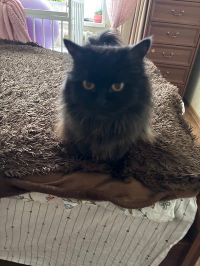 A black, long-haired domestic cat with prominent orange eyes is positioned centrally, facing directly towards the viewer. The cat is seated on a dark brown, shaggy blanket, which lies atop a smoother brown blanket. Beneath these, a white bedsheet featuring thin black vertical lines, small black arrow patterns, and faint floral designs in light blue and pink is visible. To the left background, a white barrier or gate is partially open, revealing a large purple exercise ball behind it, and a light pink, plush curtain to the far left. In the right background, a four-drawer wooden dresser with brass pull handles stands against a light beige wall. A sheer, light pink curtain hangs on the right, partially obscuring a window through which a small potted plant in a red container is visible on a sill. The scene depicts an indoor domestic setting within a residence in Nizhnekamsk, Russia.