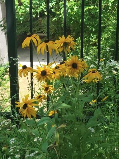 A cluster of yellow black-eyed susan flowers are in bloom in front of a black metal fence. The flowers have dark centers and yellow petals. Some of the flowers are in focus, while others are blurred in the background. Behind the flowers and fence, green foliage is visible. The scene is an outdoor garden setting. There are no people or animals present in the image. The image was taken in the city of Asan-si, South Korea.