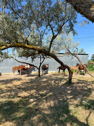 The image depicts a rural outdoor scene under a clear blue sky, with a large tree's branches and foliage dominating the foreground and midground. Several horses are visible in a fenced area. In the background, a corrugated metal structure resembling a shed or barn runs horizontally across the image. The ground is covered with dry grass, straw, and scattered rocks, with the shadow of the tree cast across the area. The horses appear to be relaxed, with some standing still and others interacting. One foal is standing next to a larger horse. The overall impression is of a peaceful, natural setting with domesticated animals.