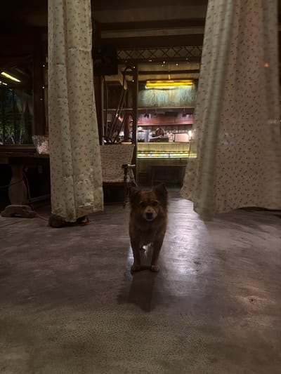The image depicts an indoor scene, possibly a cafe or restaurant in Xuân Thành, Vietnam. The perspective is from a low angle, looking up towards a hanging patterned curtain. In the background, a neon sign with Vietnamese text glows brightly. Partially visible behind the curtain, there's a glimpse of people interacting within the establishment. On the floor in the foreground, a medium-sized, shaggy brown dog stands attentively, looking towards the camera. The floor appears to be a polished concrete or stone surface, with a textured finish. The overall lighting suggests it might be evening or nighttime. The scene has a relaxed and possibly cozy atmosphere.