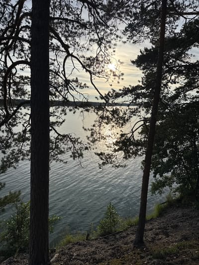 The image depicts a serene natural landscape near the city of Priladozhskoe, Russia. Two silhouetted pine trees frame a tranquil lake bathed in the soft light of a cloudy sunset. The sun's rays glimmer on the water's surface, creating a sparkling effect. Dense foliage and the textured bark of the trees suggest a forest environment. The foreground consists of a dirt path with scattered rocks and sparse vegetation, hinting at a hiking trail. The overall impression is one of peaceful solitude and natural beauty.