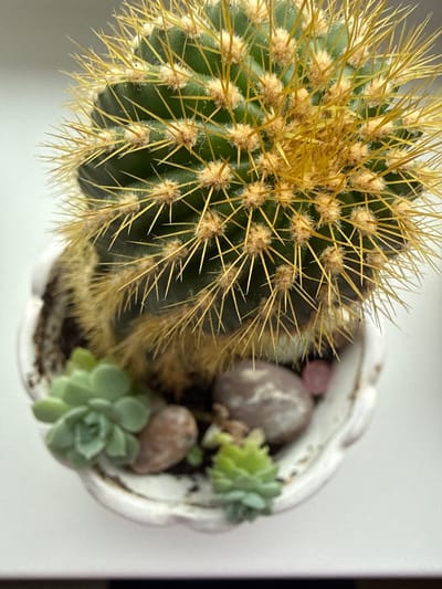 A close-up, overhead shot features a potted succulent arrangement with a dominant spherical green cactus with prominent yellow spines and a fuzzy base. Two small, pale green succulents are visible at the base of the cactus, nestled amongst smooth, grey and brown pebbles and a small pink stone. The arrangement is in a white, decorative pot with a ruffled edge. The background is a plain, light-colored surface, possibly a windowsill. The image does not contain any information about the city of Užliekniai, Lithuania.