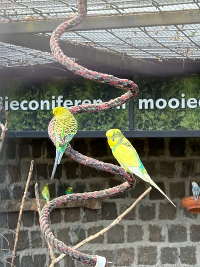 This media file shows a close-up of several budgerigars perched on a thick, multi-colored rope. The rope is coiled and hangs in the foreground, with two budgerigars prominently displayed. One is a bright yellow with blue markings on its wings and head, and it is facing downwards. The other is green with black and yellow markings and is also looking downwards. In the background, more budgerigars, some green and some yellow, are visible on branches and perches. The setting appears to be an aviary or a bird enclosure, indicated by a metal mesh fence on the left and a brick wall in the background. There is also a large vertical poster with green foliage and white text that reads "ieconiferen mooier" on the left side of the image. The lighting suggests it is daytime, possibly overcast, as there are no harsh shadows. The overall scene is focused on the birds and their environment.